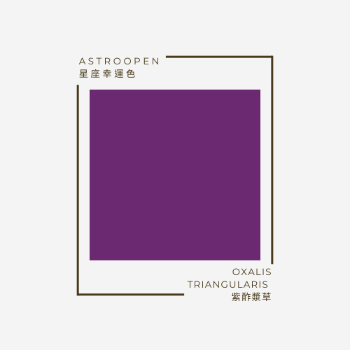 紫酢漿草 Oxalis triangularis | 十二星座幸運色